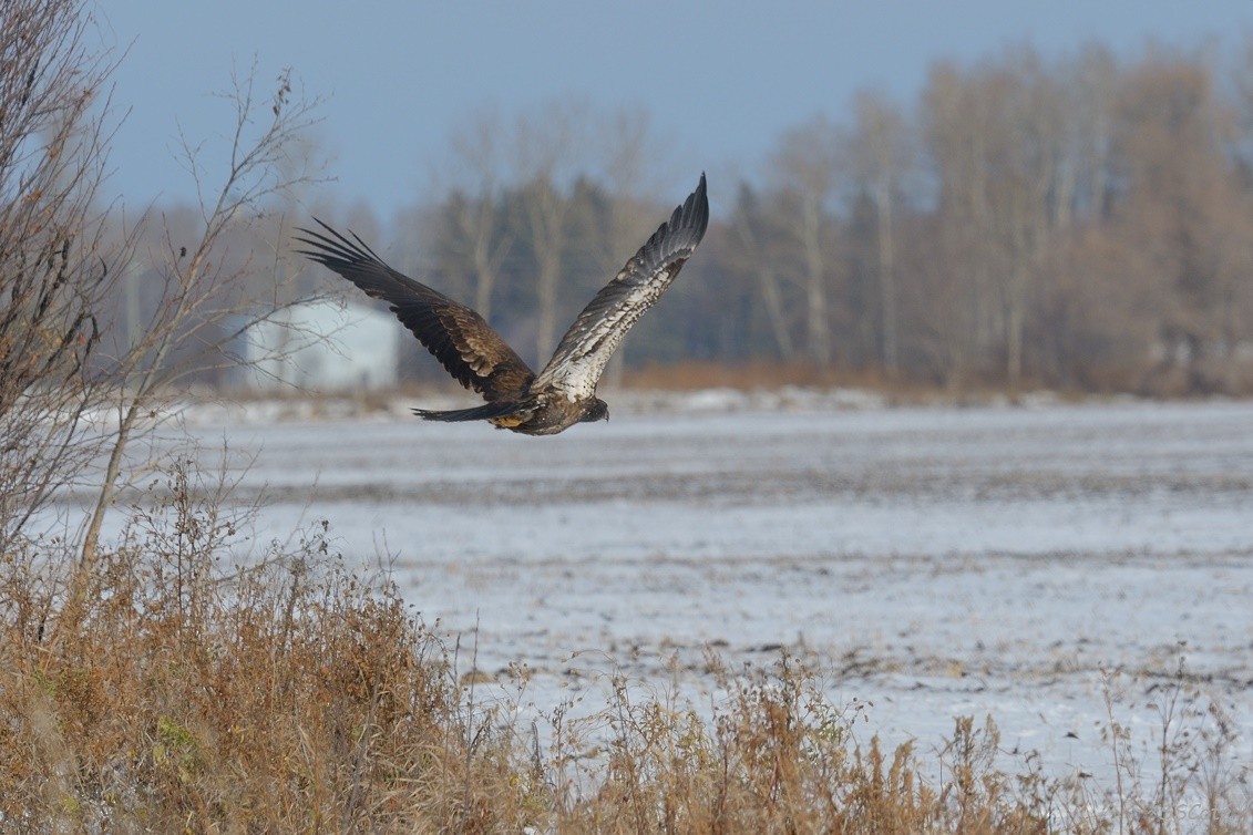 Weißkopf-Seeadler - ML73875911