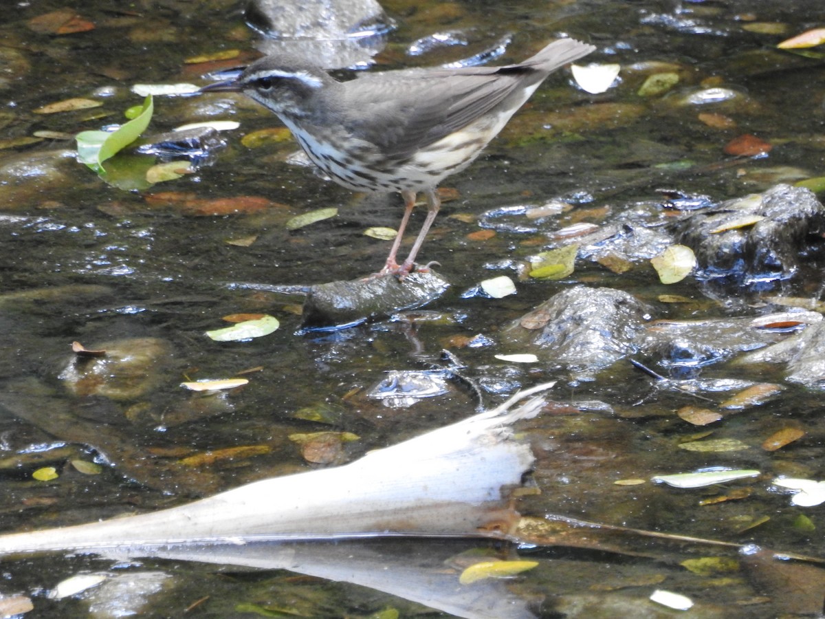 Louisiana Waterthrush - ML73877001