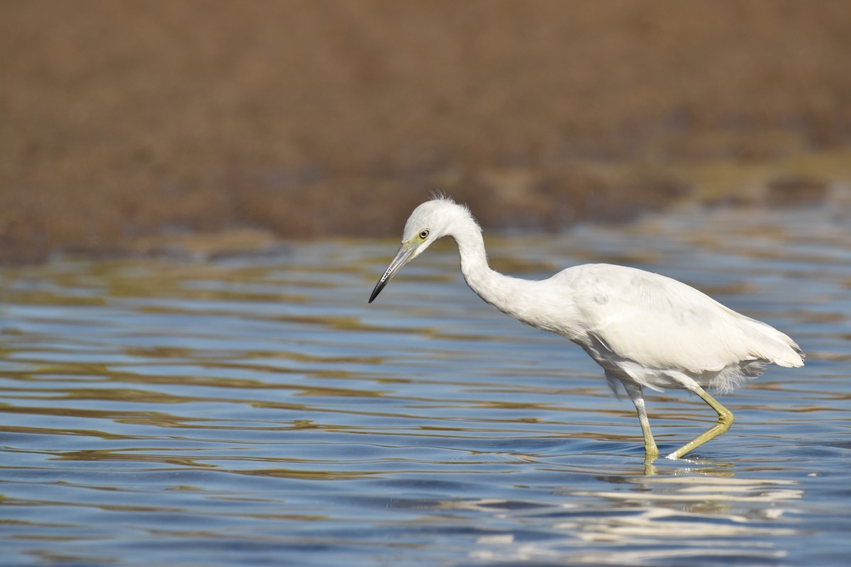 Little Blue Heron - Ryan O'Donnell