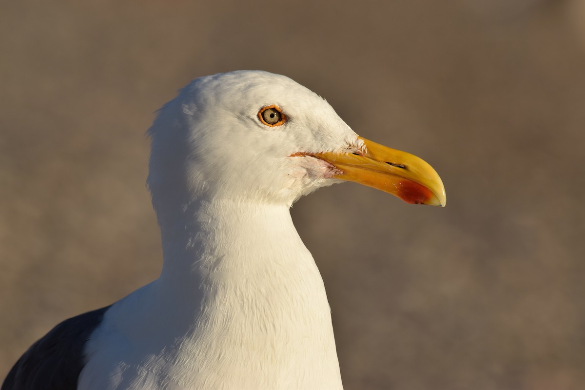 Yellow-footed Gull - Ryan O'Donnell