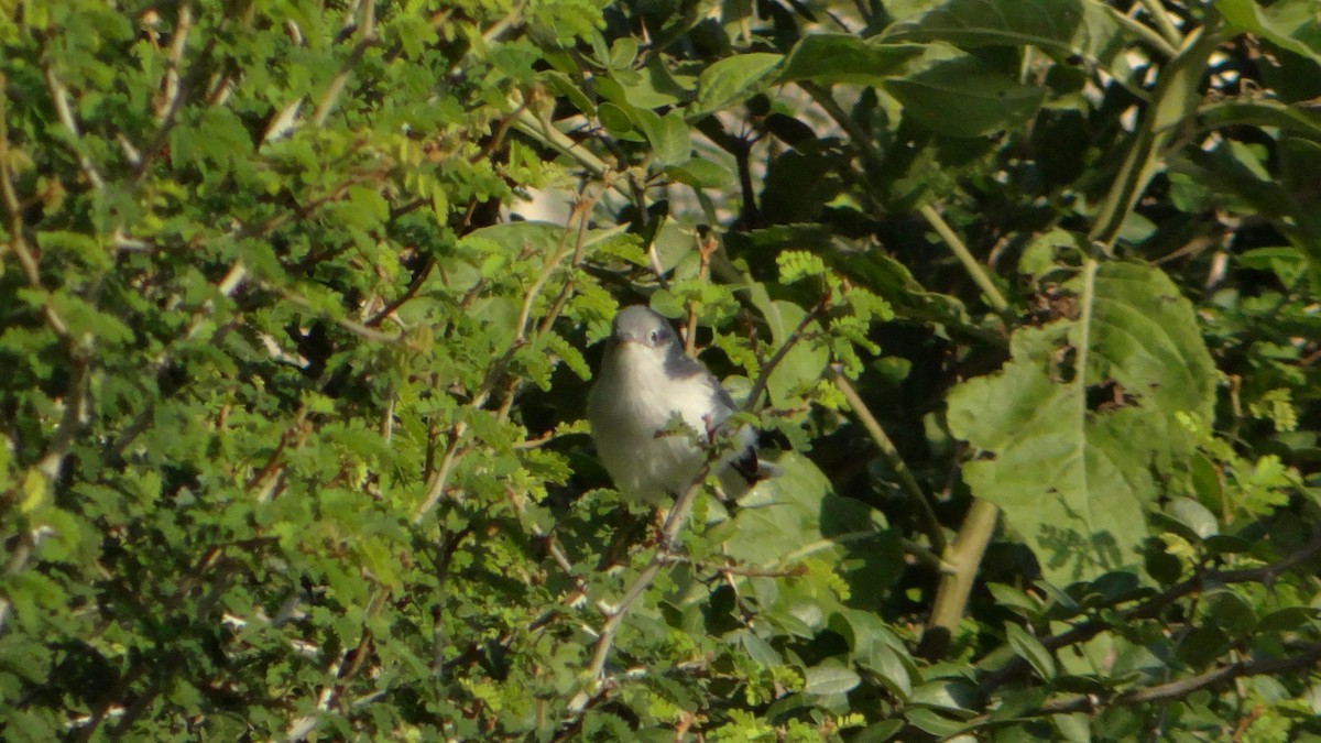 Blue-gray Gnatcatcher - ML73879321