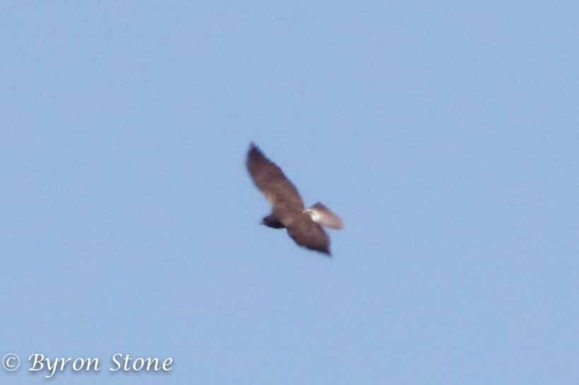 White-tailed Hawk - Byron Stone
