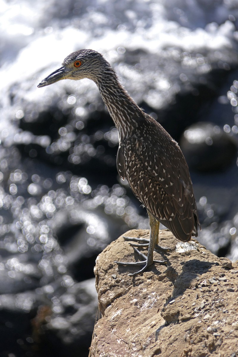 Yellow-crowned Night Heron - Robert Hamilton