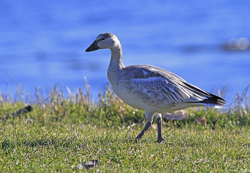 Snow Goose - ML73883091