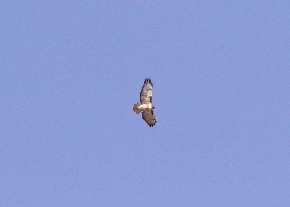 Red-tailed Hawk - ML73883321