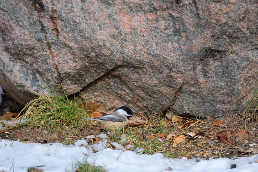 Mésange à tête noire - ML73883561