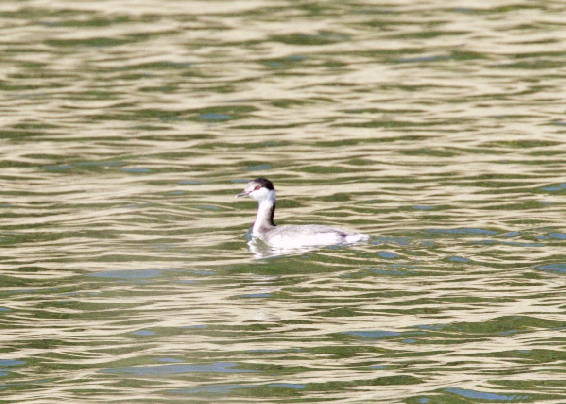 Horned Grebe - ML73883681