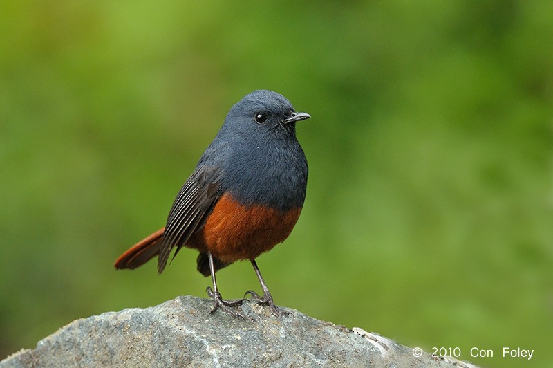 Luzon Redstart - Con Foley