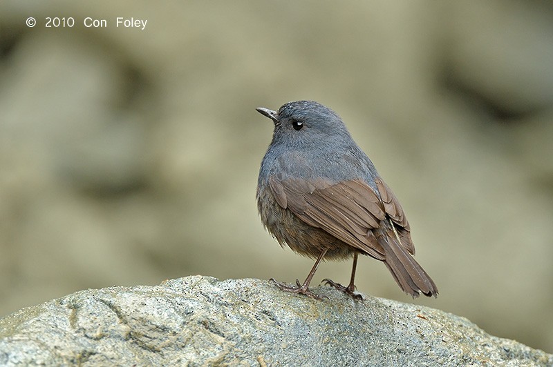 Luzon Redstart - ML73884091