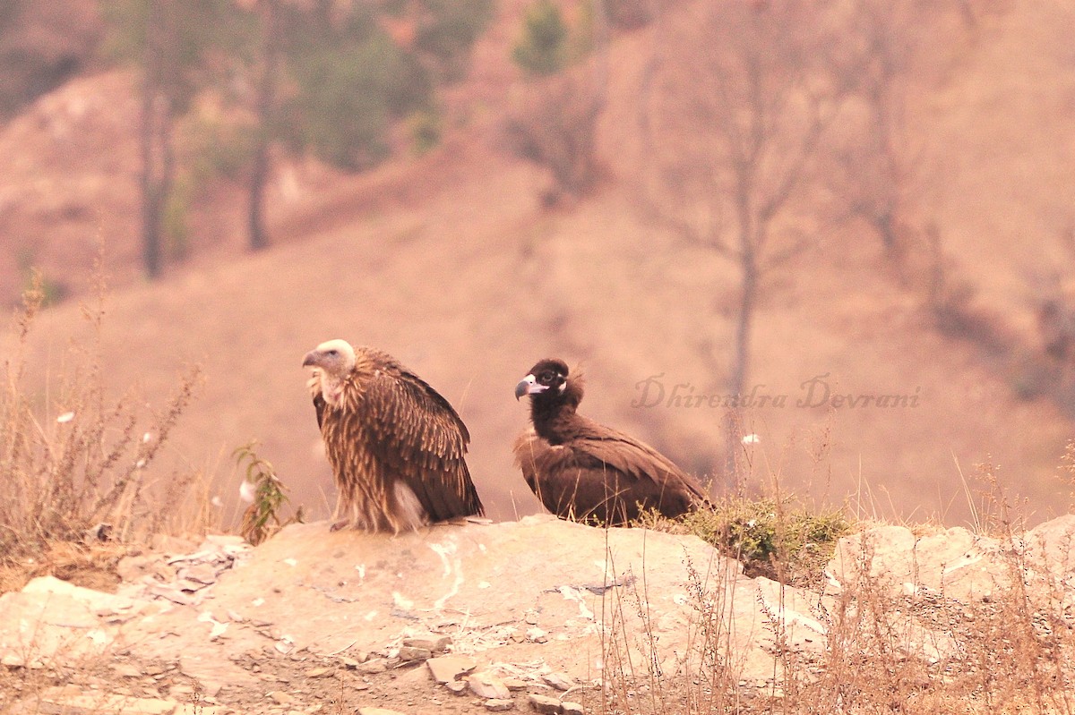 Cinereous Vulture - ML73884231