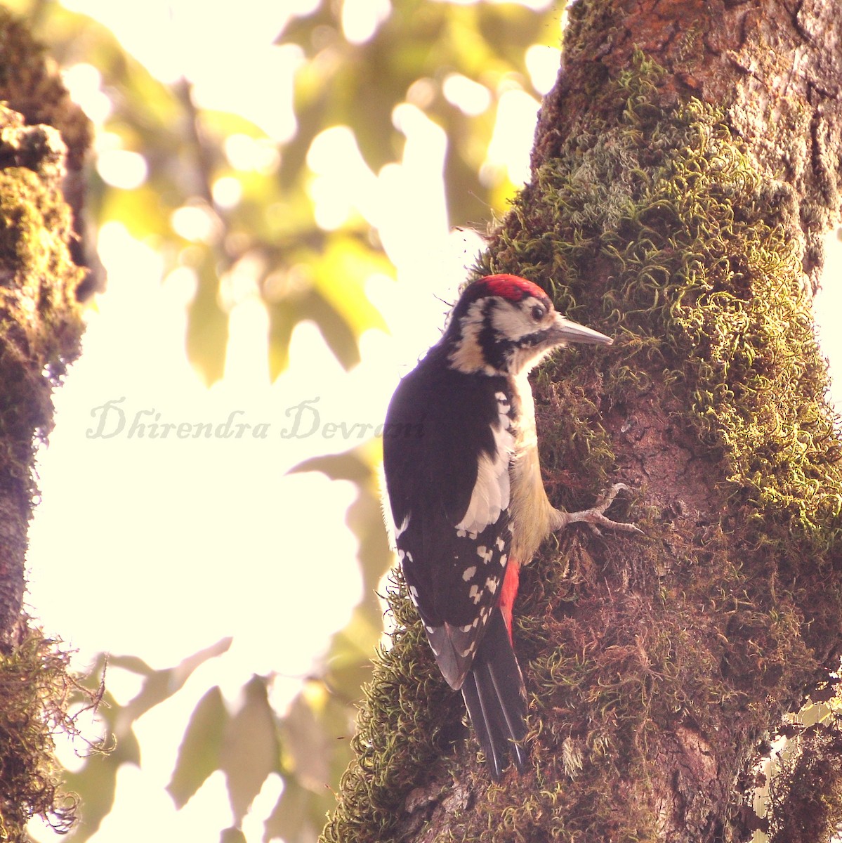 Himalayan Woodpecker - ML73884251
