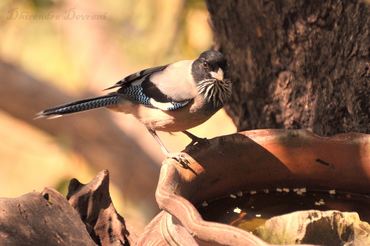 Black-headed Jay - ML73884291