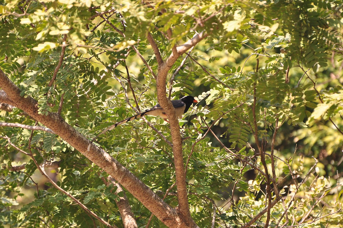 Red-billed Blue-Magpie - ML73884301