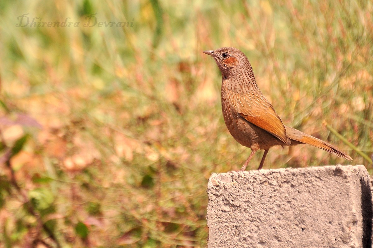 Streaked Laughingthrush - ML73884341