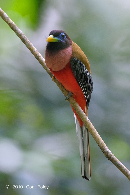 Philippine Trogon - Con Foley