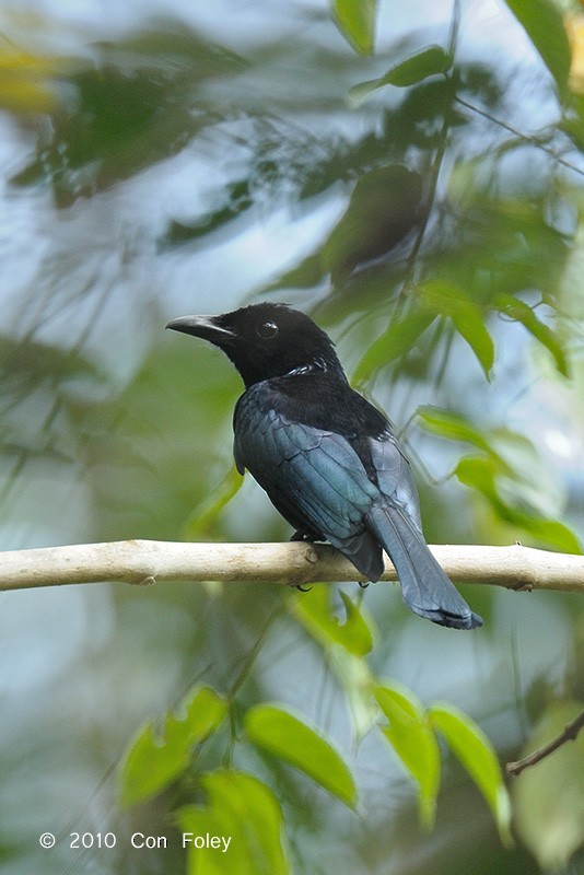 Short-tailed Drongo - ML73884421