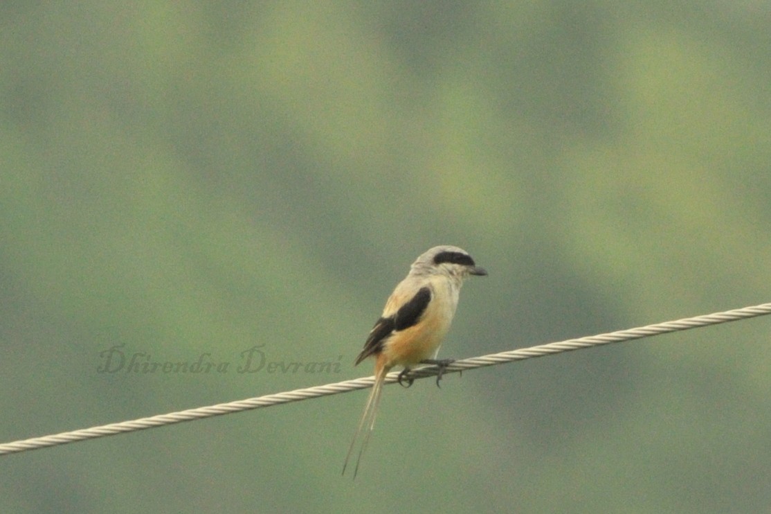 Long-tailed Shrike - ML73884581