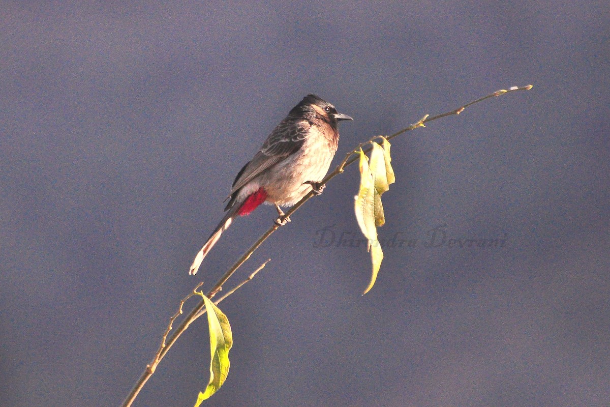 Bulbul à ventre rouge - ML73884701