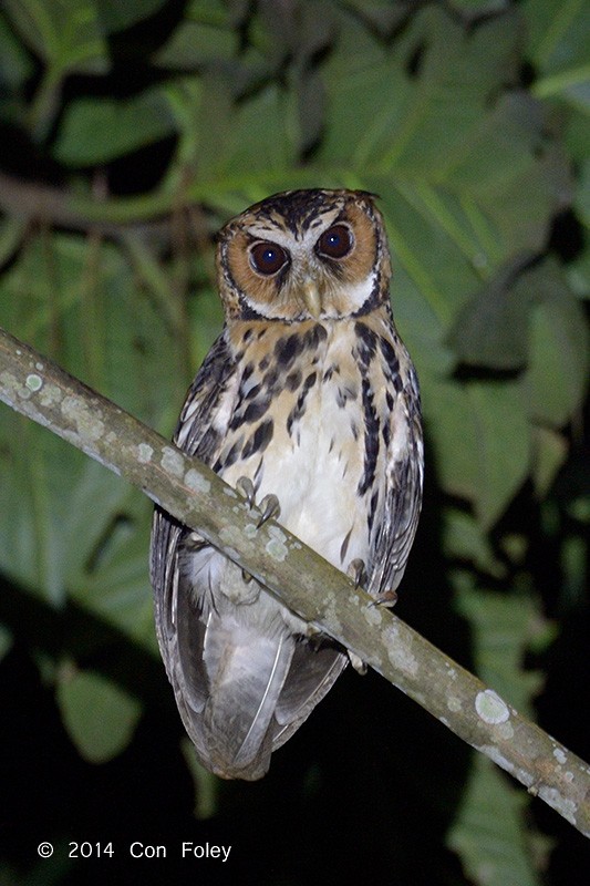 Giant Scops-Owl - Con Foley