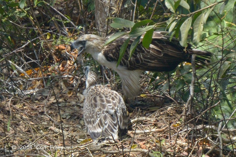 Pithécophage des Philippines - ML73885031