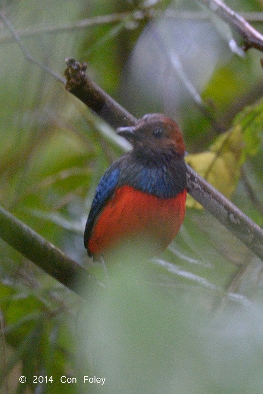 Philippinen-Blaubrustpitta - ML73885141