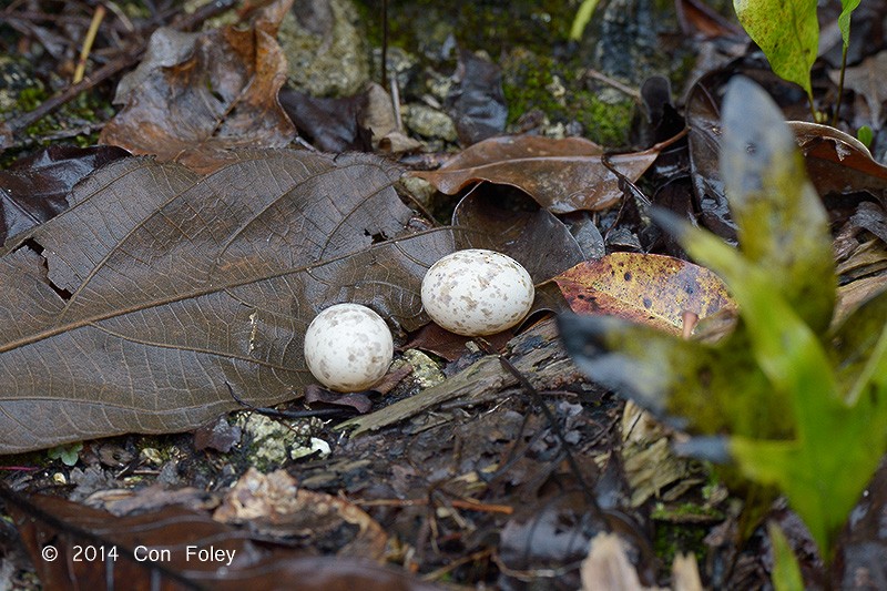 Philippine Nightjar - ML73885171