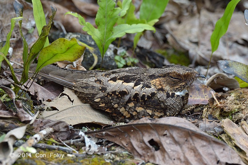 Philippine Nightjar - Con Foley