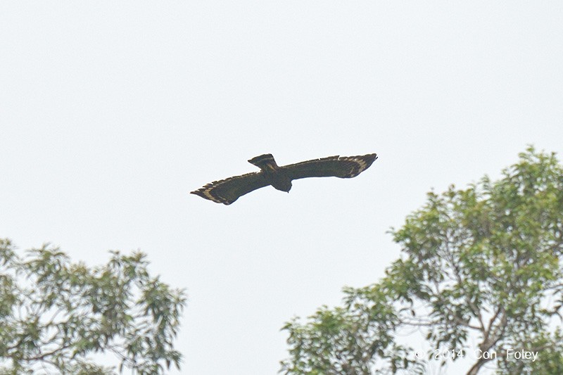 Philippine Serpent-Eagle - ML73885301