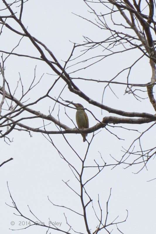 Naked-faced Spiderhunter - ML73885361