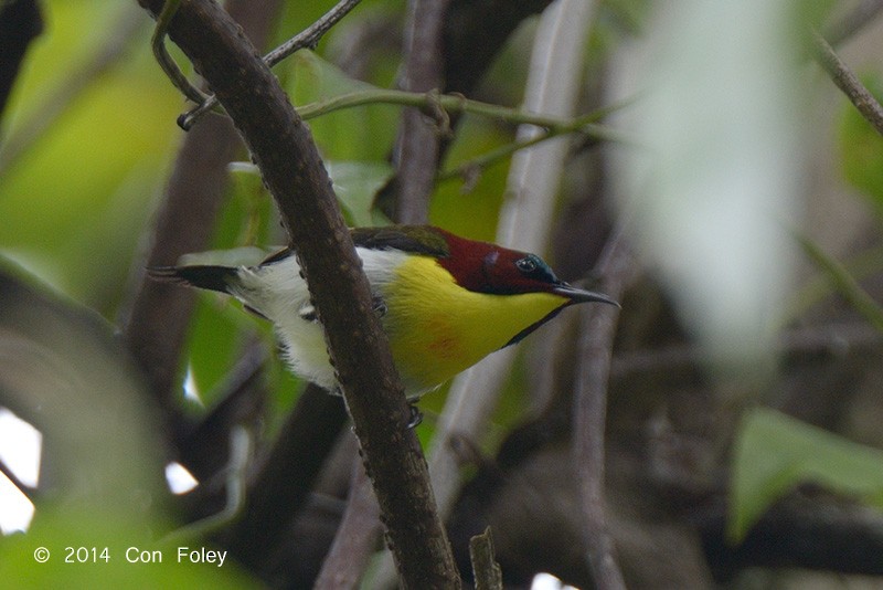 Handsome Sunbird - ML73885371