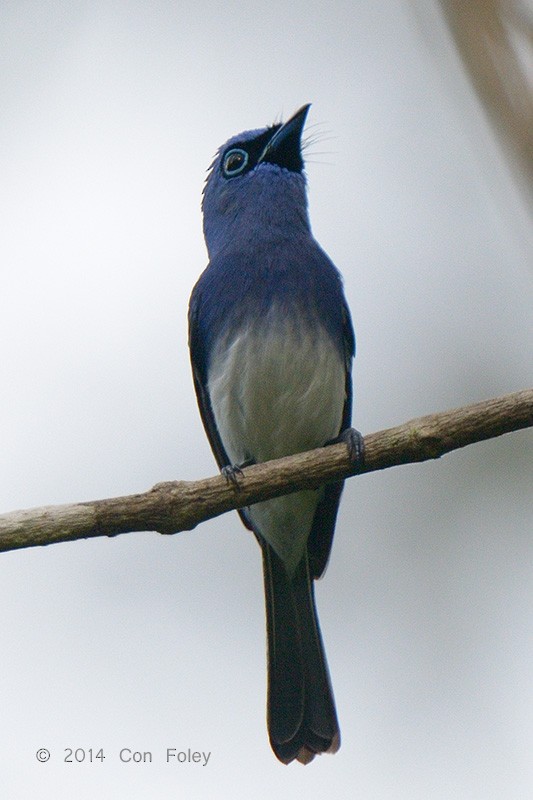 Short-crested Monarch - ML73885471