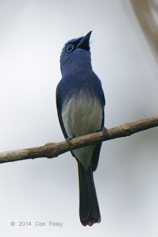 Short-crested Monarch - Con Foley