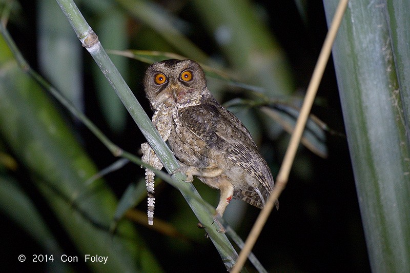 Everett's Scops-Owl - ML73885511