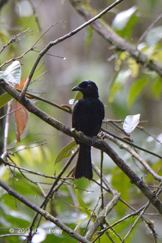 Short-tailed Drongo - ML73885651