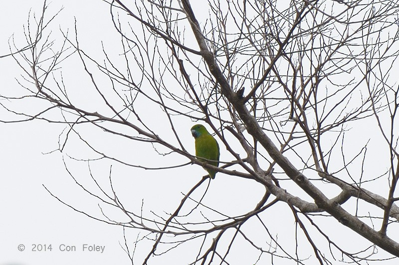 Guaiabero lunulé - ML73885701