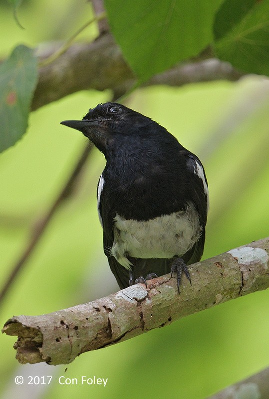 Philippine Magpie-Robin - Con Foley