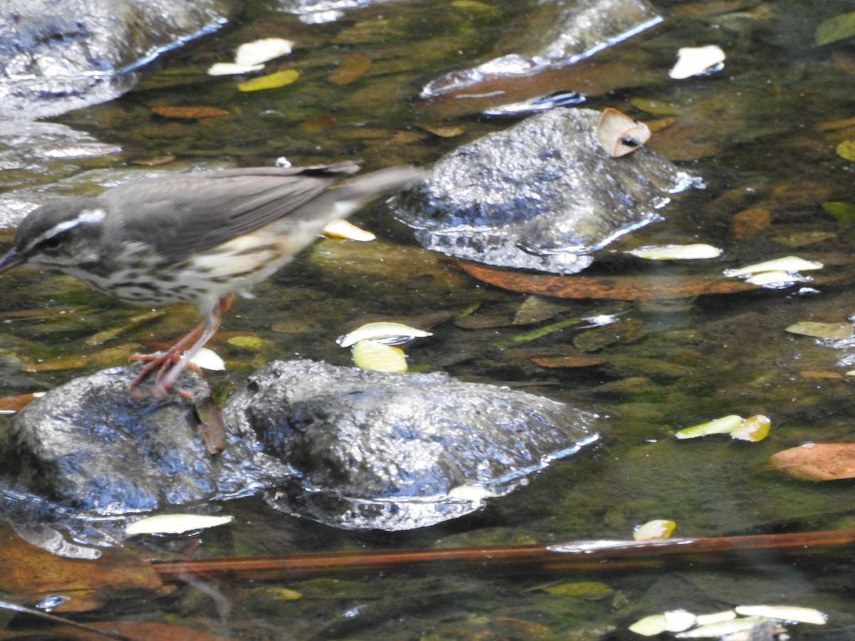 Louisiana Waterthrush - ML73885971