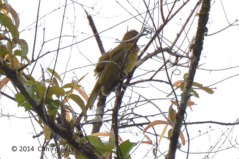 Yellowish Bulbul - ML73886371