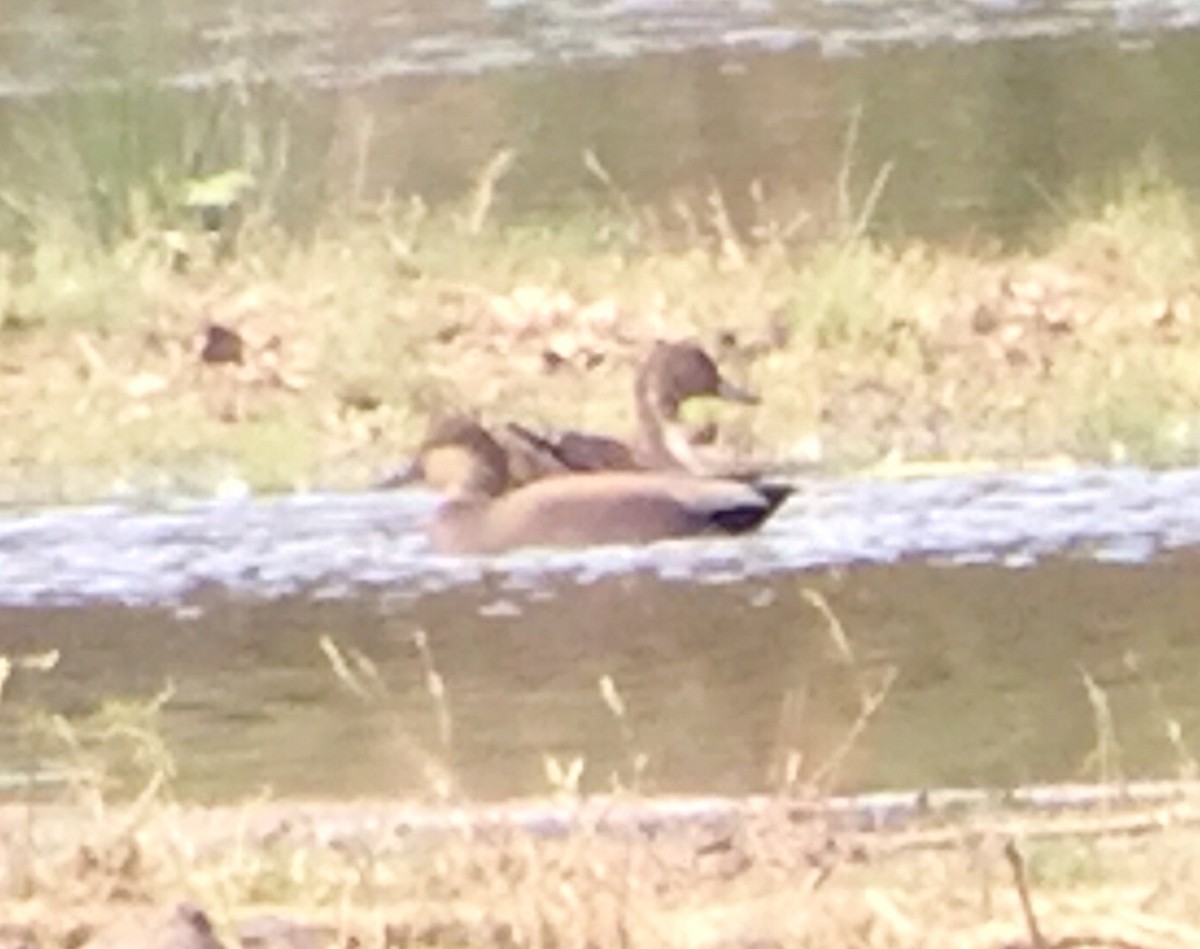 Northern Pintail - ML73888361