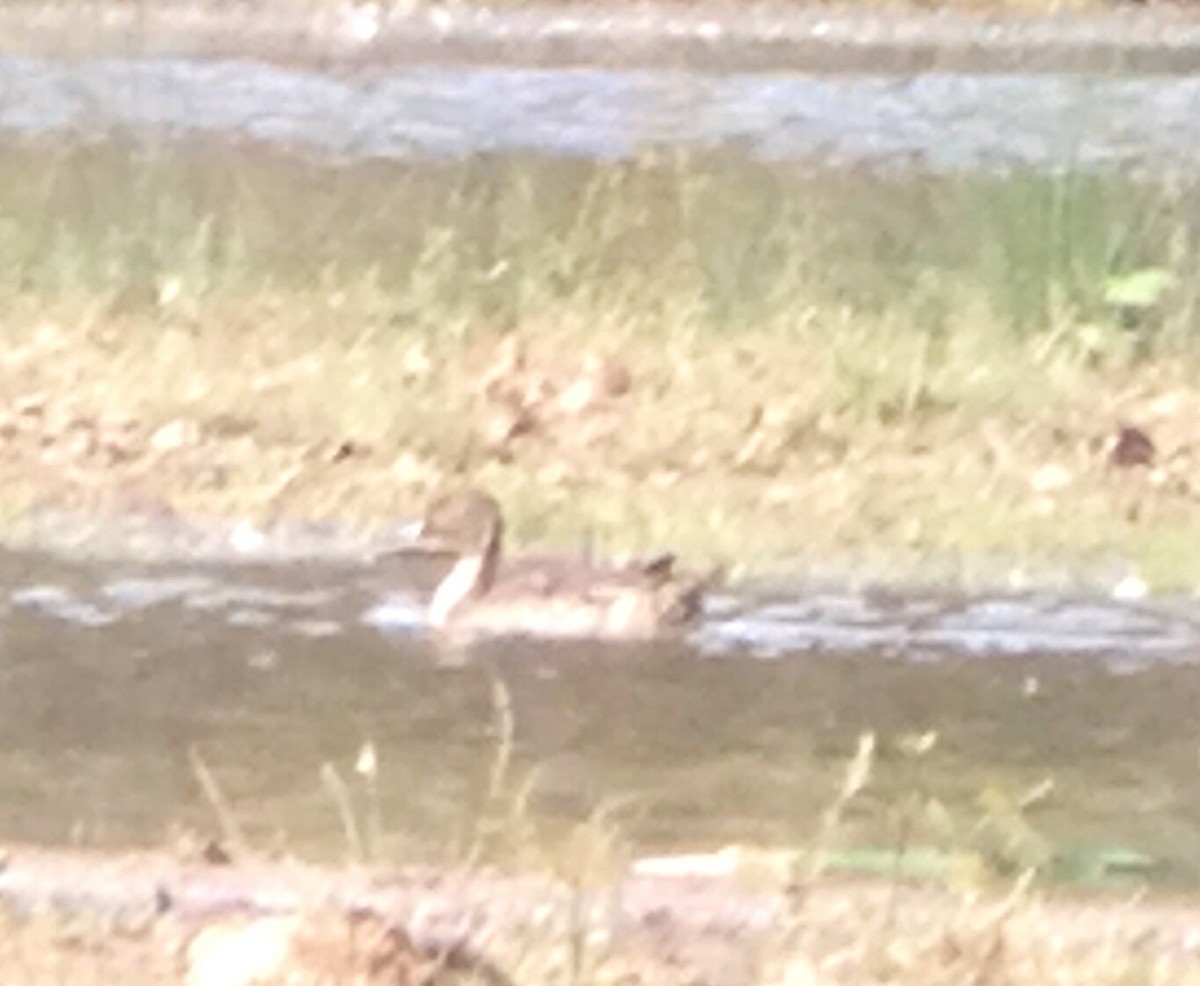 Northern Pintail - ML73888451