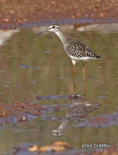 Wood Sandpiper - Arun Prabhu