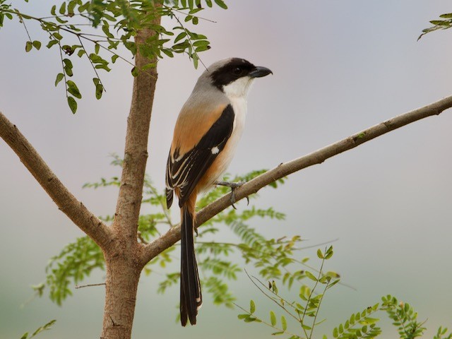 Long-tailed Shrike - ML73888911