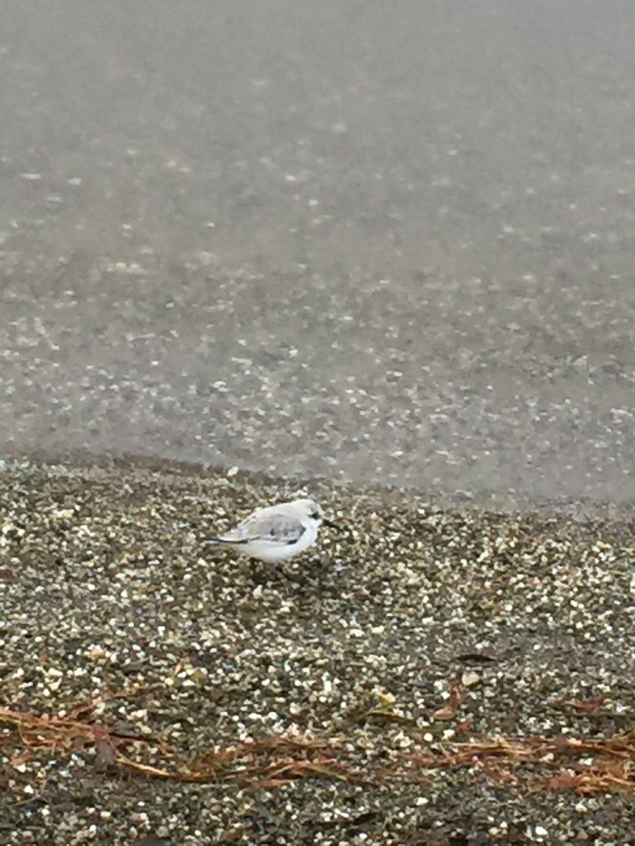 Bécasseau sanderling - ML73890851