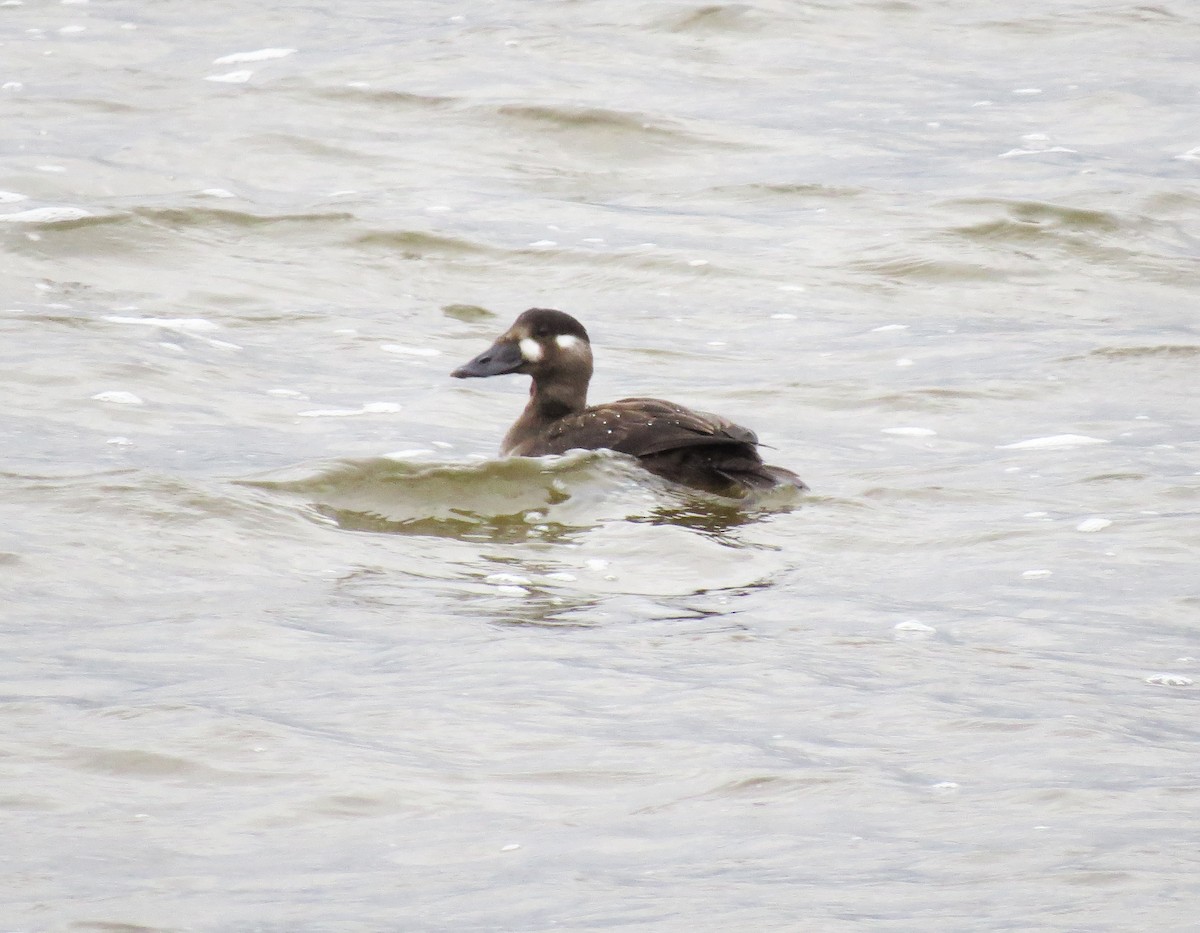 Surf Scoter - ML73891071