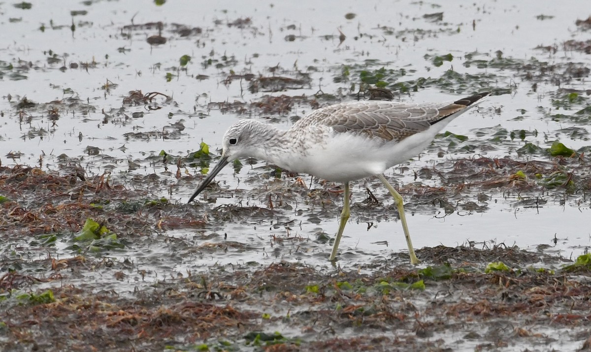 Common Greenshank - ML73891561