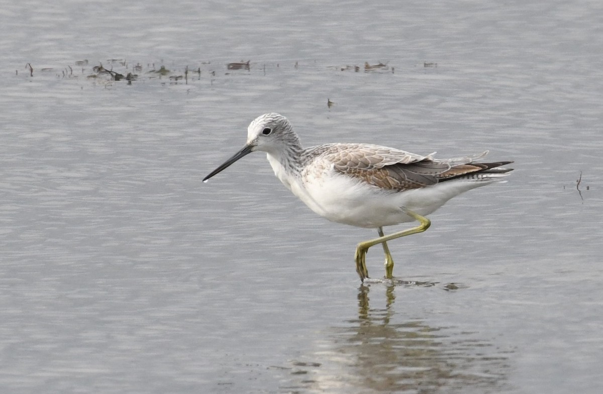 Common Greenshank - ML73891601