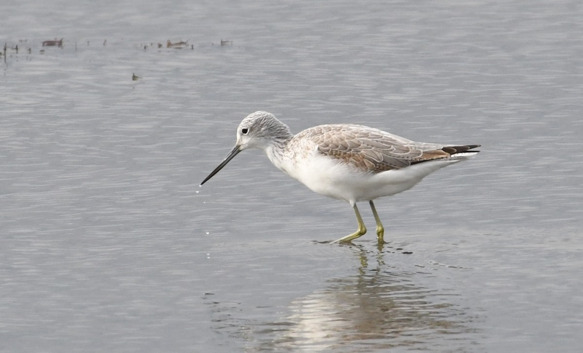 Common Greenshank - Barry Blust