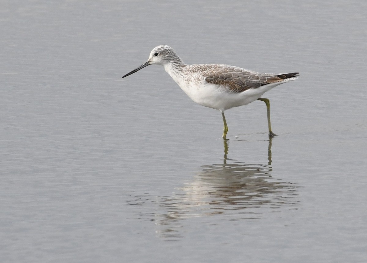 Common Greenshank - ML73891631