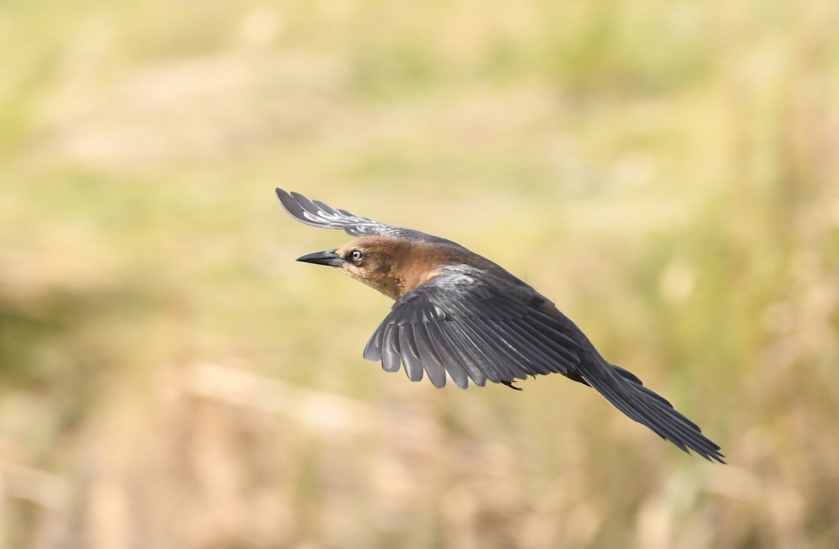 Boat-tailed Grackle - Barry Blust