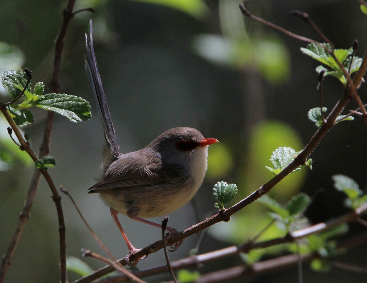 Variegated Fairywren - Sandra Gallienne